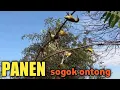 Download Lagu Baru pasang pulut langsung di serang puluhan burung sogok ontong/sogon