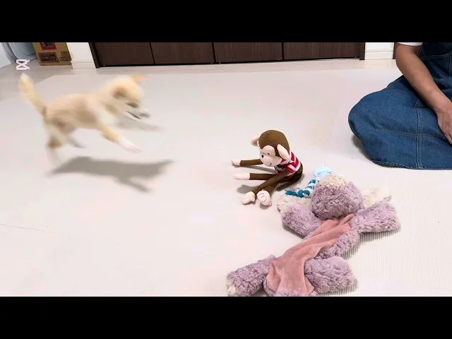 動画