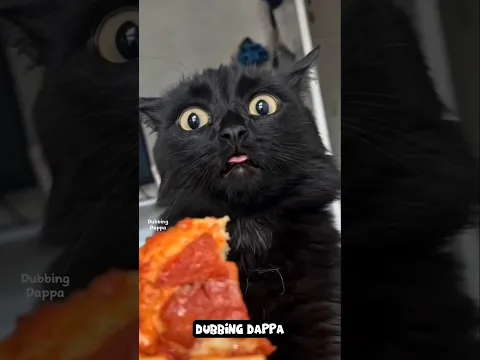 Kareees Kolgai 🤣 #funny #cat #shorts #dog #shortsfeed #animals #dubbingdappa #catvideos #dogshorts