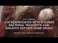 CHICKEN WITH A SEVERE BACTERIAL TRACHEITIS AND SINUSITIS GETTING SOME DRUGS