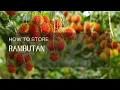 How to Store Rambutan
