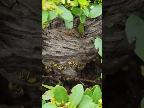 ATTACK of the Aerial Yellow Jackets! Wasp Nest Removal! #fyp #viralvideo #hornetking #yellowjacket