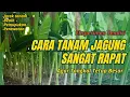 Lagu Cara Tanam Jagung dengan Jarak Rapat Ekstrim