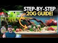 20-Gallon Tank Beginner s Guide Setup Plants Fish