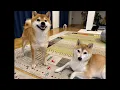 Download Lagu Qちゃんお泊まり会なハチ家。ライブ配信