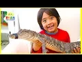 Surprise Ryan with Pet Crocodile