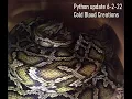 Burmese Python Breeding update 6-2-22
