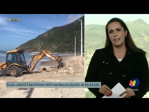 Golfinhos são flagrados na Praia Brava, no Norte de Florianópolis