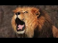 Download Lagu La Chanson des Animaux (The Animal Song) from Diane Ducey's Simple Songs that Teach French Vol. 1
