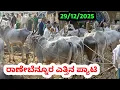 Lagu ರಾಣೇಬೆನ್ನೂರ ಎತ್ತಿನ ಪ್ಯಾಟಿ || Ranebennuru Bulls Market || Every Sunday Morning #bullsmarket 