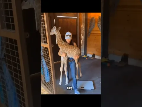 Baby Giraffe’s Wobbly Neck Is Too Cute! 🦒😂