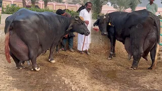 World Champion High Milking Nili Ravi Buffaloes | Haji Shaukat Doggar of Multan #dairy #farming 