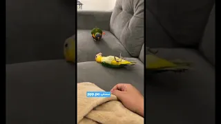 بيجنني هالببغاء 