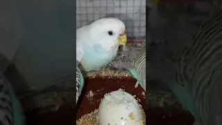 بادجي يتناول البيض Shorts  بادجي يتناول البيض Shorts