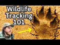 10 Animal Tracks Beginners Can Find and Identify