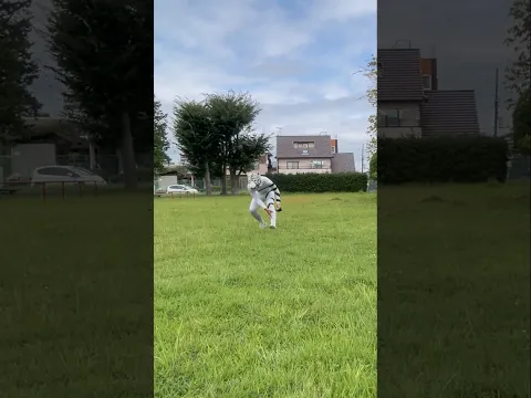 『Dash＆White Tiger』#tiger #challenge