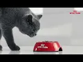 Royal Canin Kitten Growth Program ft British Shorthair