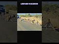 Download Lagu leopard vs baboon #trending #animals #wildlife #leopard #baboon #shortsvideo #youtube #shorts