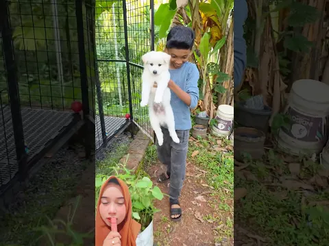 Ayo kita mandikan moli