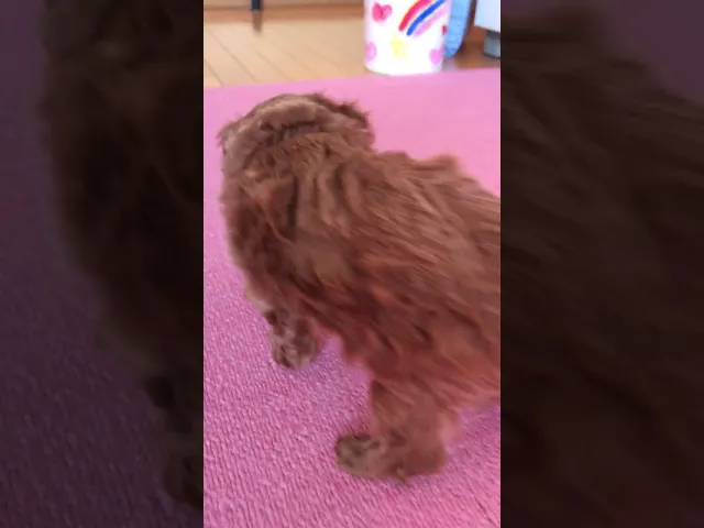 動画