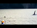 Otter Jumps On Guy s Boat To Escape Orca The Dodo