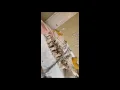 Download Lagu Lady Waving at Grouped Kittens Like a Maestro in a Kitty Choir