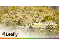 Cannabis Strains What are the Differences