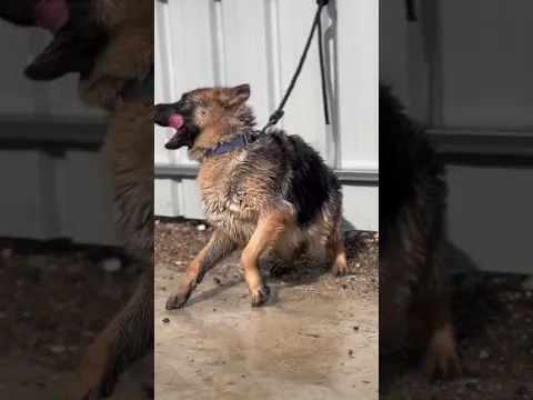 دونا #germanshepherd