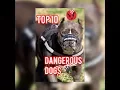 TOP 10 DANGEROUS 15