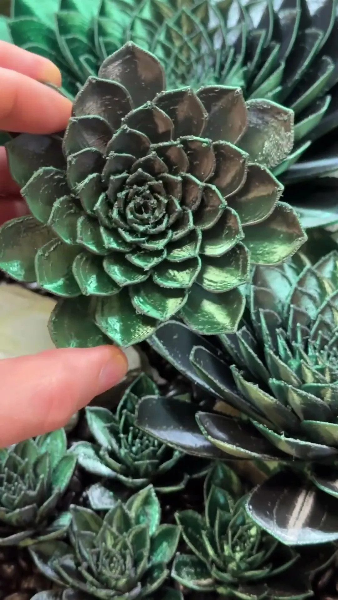 Hens and Chicks - FDM