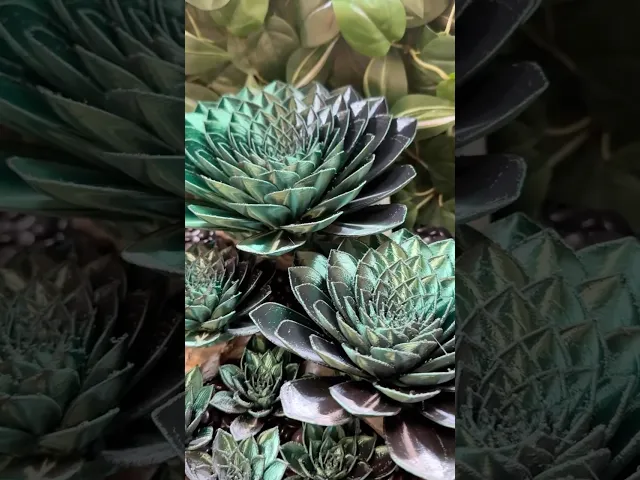 Hens and Chicks - FDM video thumbnail