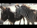 Download Lagu Zebra Noise