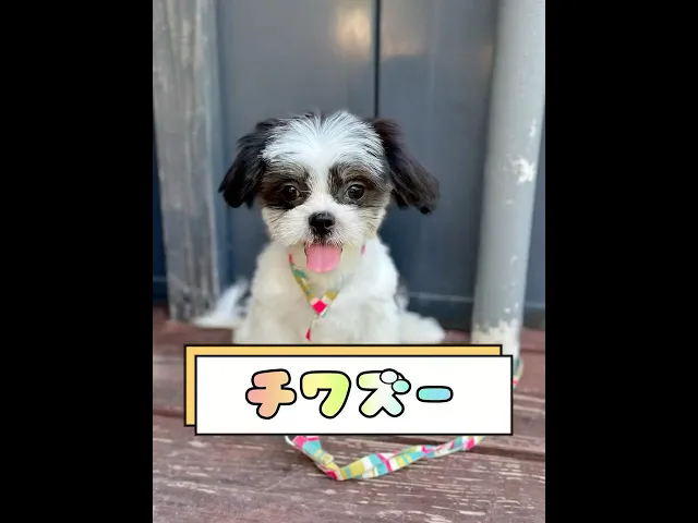 動画