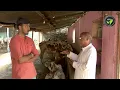 Download Lagu Desi Cow Breeding - Breeding - Shri Nagaraja Isha Prabhu Desai | Country Cattle Breeding | Gir, Sahiwal