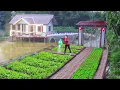 Download Lagu Use Red Bricks to Build Vegetable beds, Arrange Brick to Create Beautiful Path in Front of The House