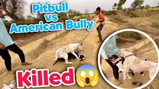 pitbull vs american bully real fight pitbull leke galti kardi attack kar diya pitbull