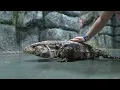 Free Child Admission at Blue Zoo