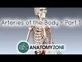 Arteries of the body - PART 1