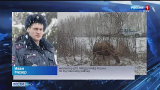 Стали известны новые подробности спасения лося, запутавшегося в проводах