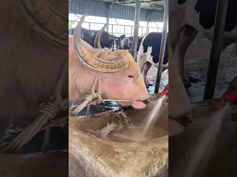 Gigantic pinkie Carabao gets clean water served by a shepherd with care 🐃💦