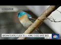 Birdwatchers flock to Long Island to see rare bird NBC New York