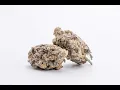 Mac 1 Strain Review Featuring Buddy Buddy Indoor Natural