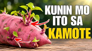 ALAMIN ANG KAKAIBANG BISA AT KAPANGYARIHANG TAGLAY PALA NG KAMOTE | Bhes Tv