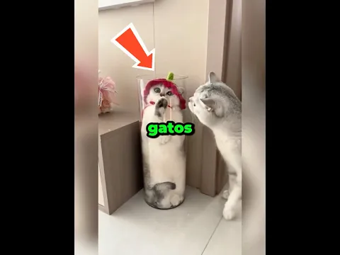 Los gatos deben estar hechos de líquido 😂🐱 #gatos #shorts