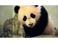 How a Panda s Fur Transforms Over its Lifetime