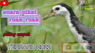 suara pikat ruak ruak paling ampuh terbaru 2022 anti zonk pakai suara pikat ini