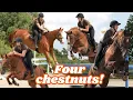 Download Lagu Which Horse Would You Buy? 🐴