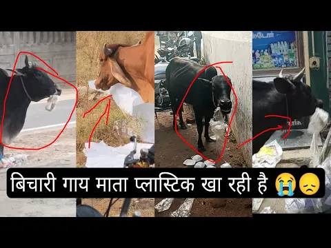 बिचारी गाय माता प्लास्टिक खा रही है 😭😞