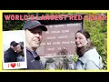 HOH OXBOW CAMPGROUND IN THE RAINFOREST Vanlife Vlog