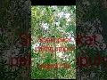 suara pikat terampuh-hobipetualangtv